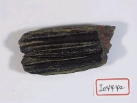 藏品(牛下牙)的圖片